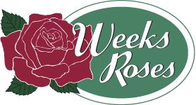 Weeks roses.jpg