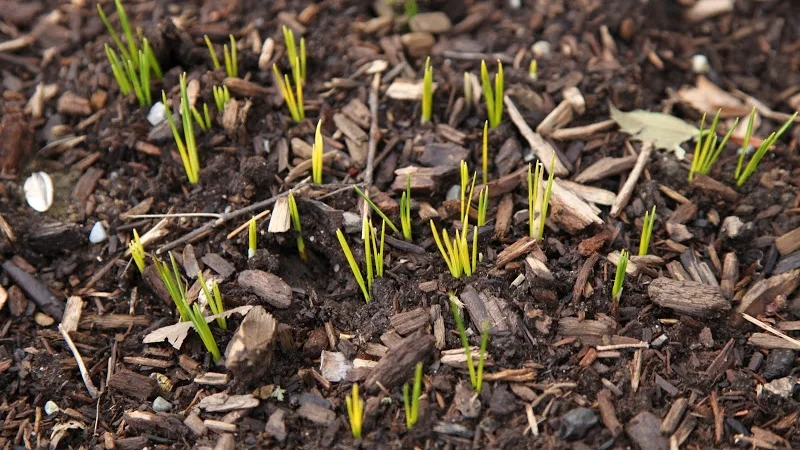 Tips-for-planting-bulbs.jpg