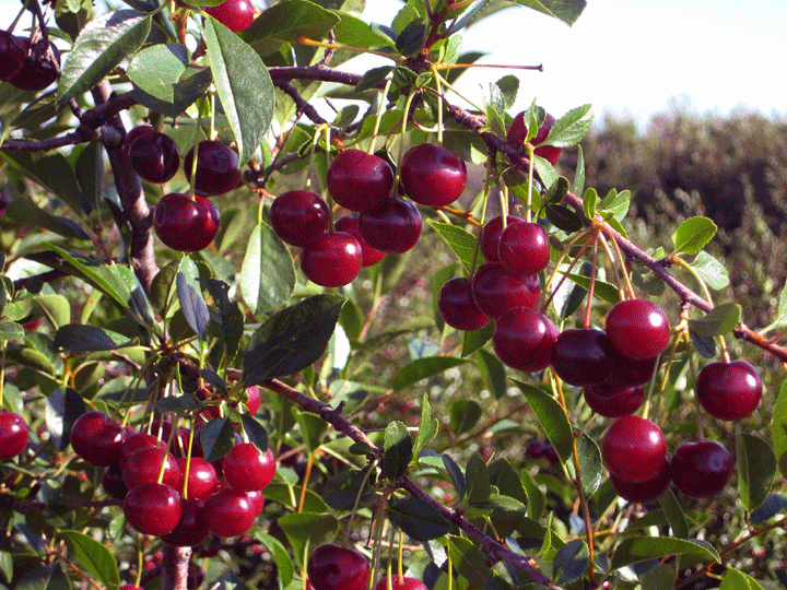 Carmine Jewel Cherry.gif