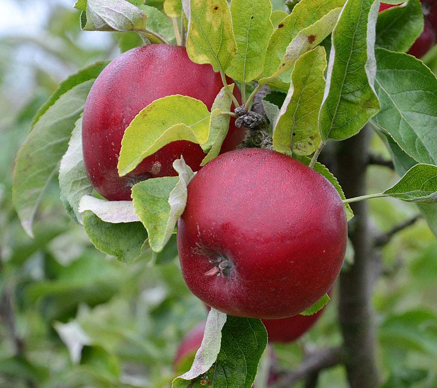 Akane苹果树