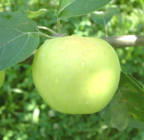 Chehalis苹果