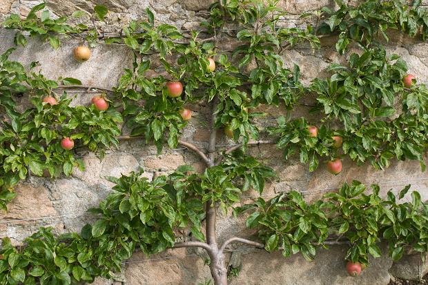 墙树棵苹果树