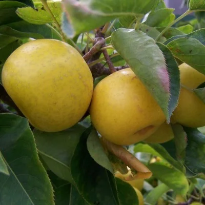 Nijisseiki Asian Pear.jpg