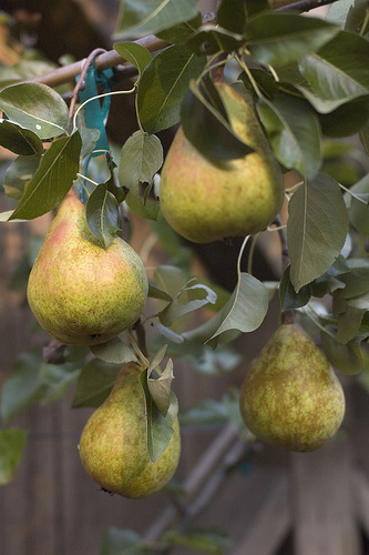 Orcas Pear2.jpg