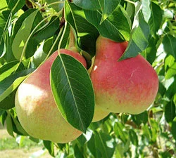 Ubileen pear2 copy.jpg