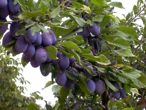 Italian plum fruit trees