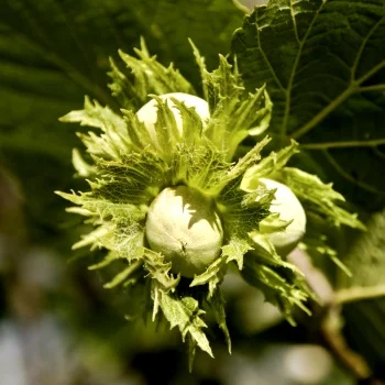 Jefferson Hazelnut:Filbert .jpg