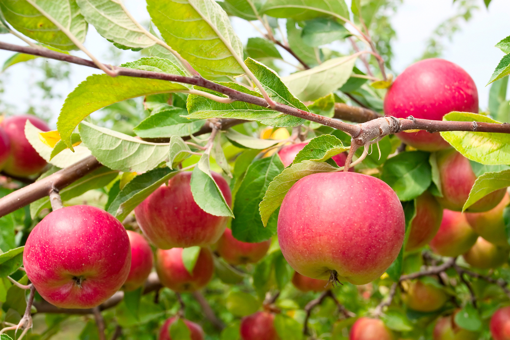 Easiest fruit trees to grow in washington state