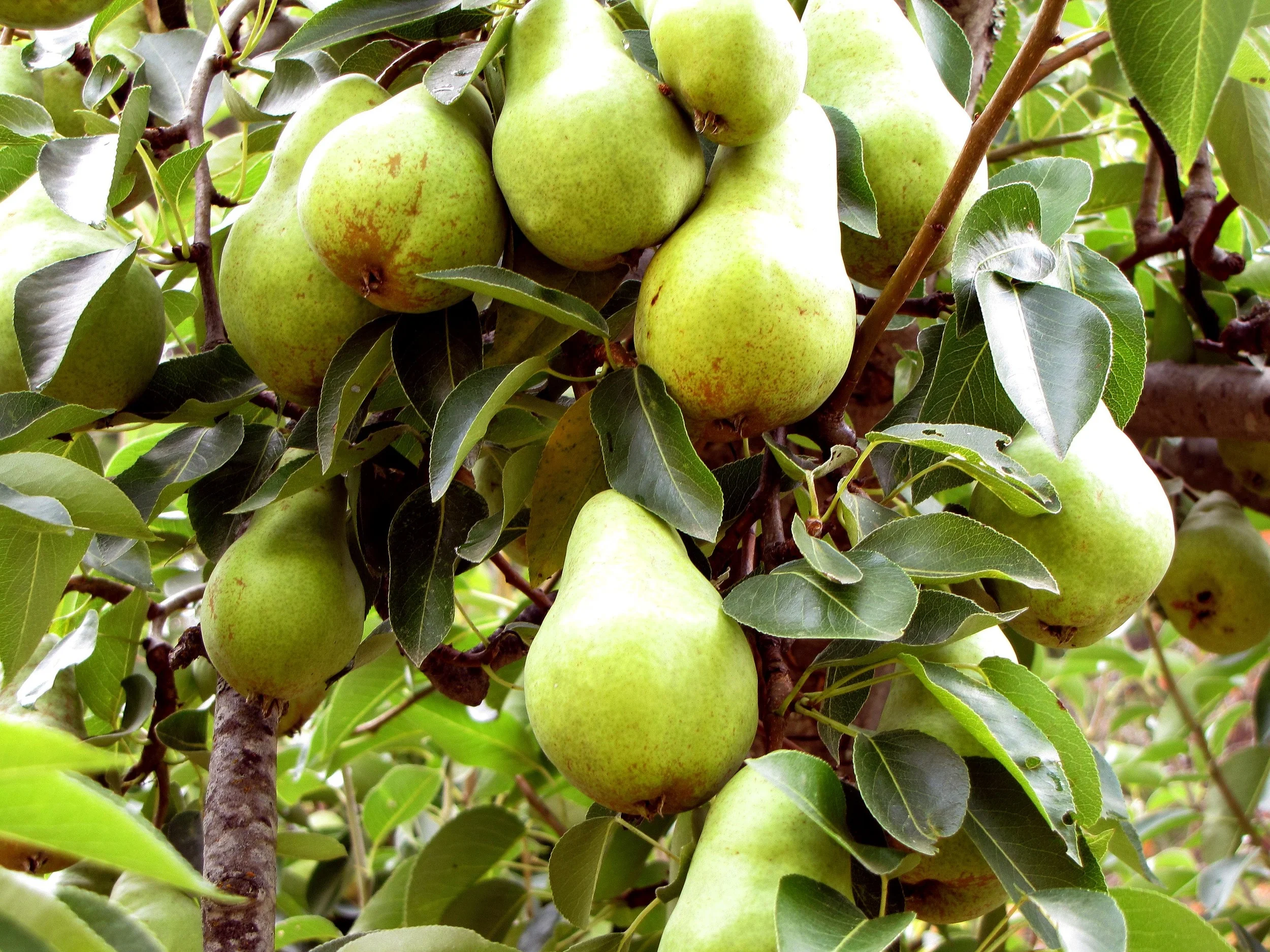 Fruit Trees — Sunnyside Nursery