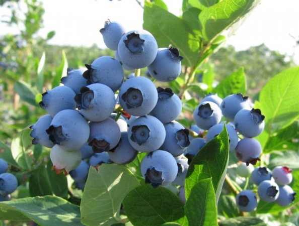 斯巴达蓝莓
