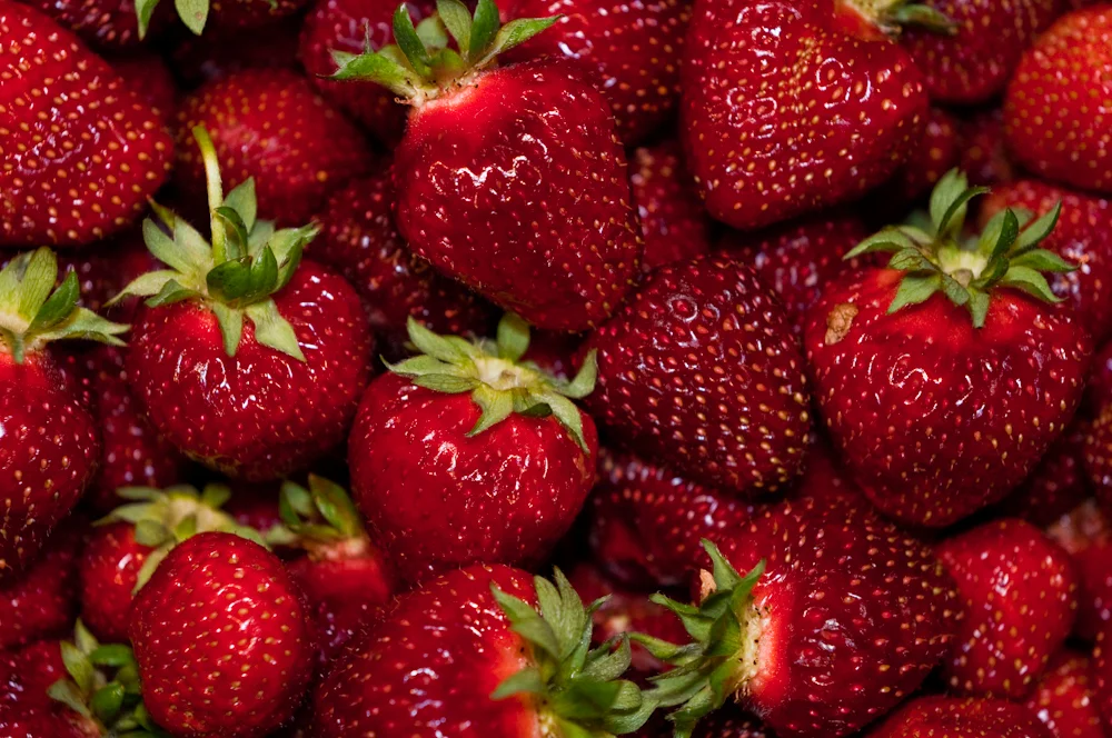 Strawberries — Sunnyside Nursery