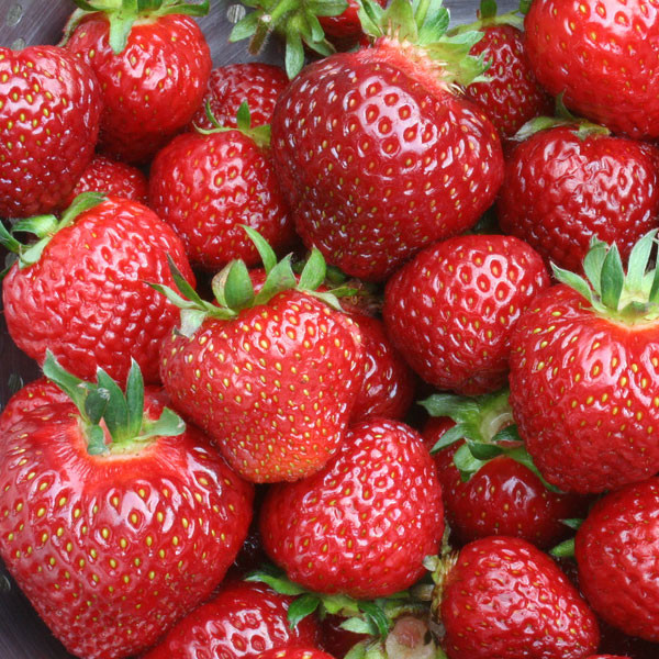 奎诺·草莓