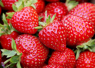 Shuksan草莓