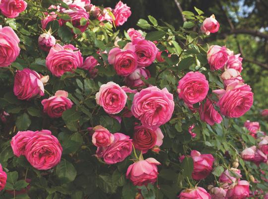 漂亮的粉红色伊甸园攀爬玫瑰。jpg