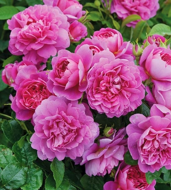 公主安妮·戴维·奥斯丁英语玫瑰