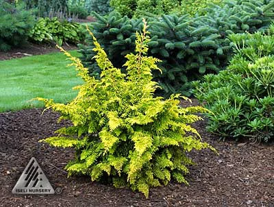 chamaecyparis fernspray gold.jpg