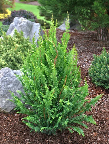 chamaecyparis obtusa filicoides compacta.jpg