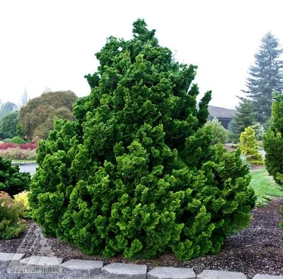 Chamaecyparis obtusa Nana Gracilis.jpg