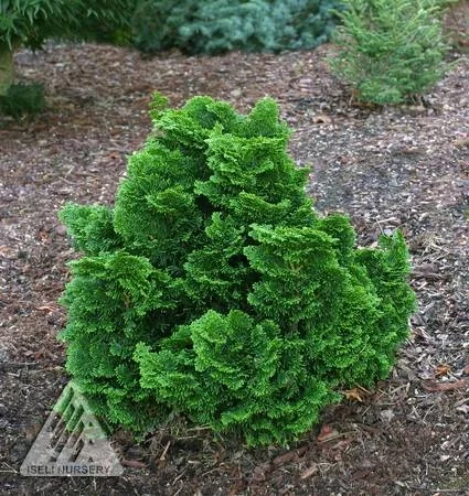 Chamaecyparis obtusa Iseli Green.jpg