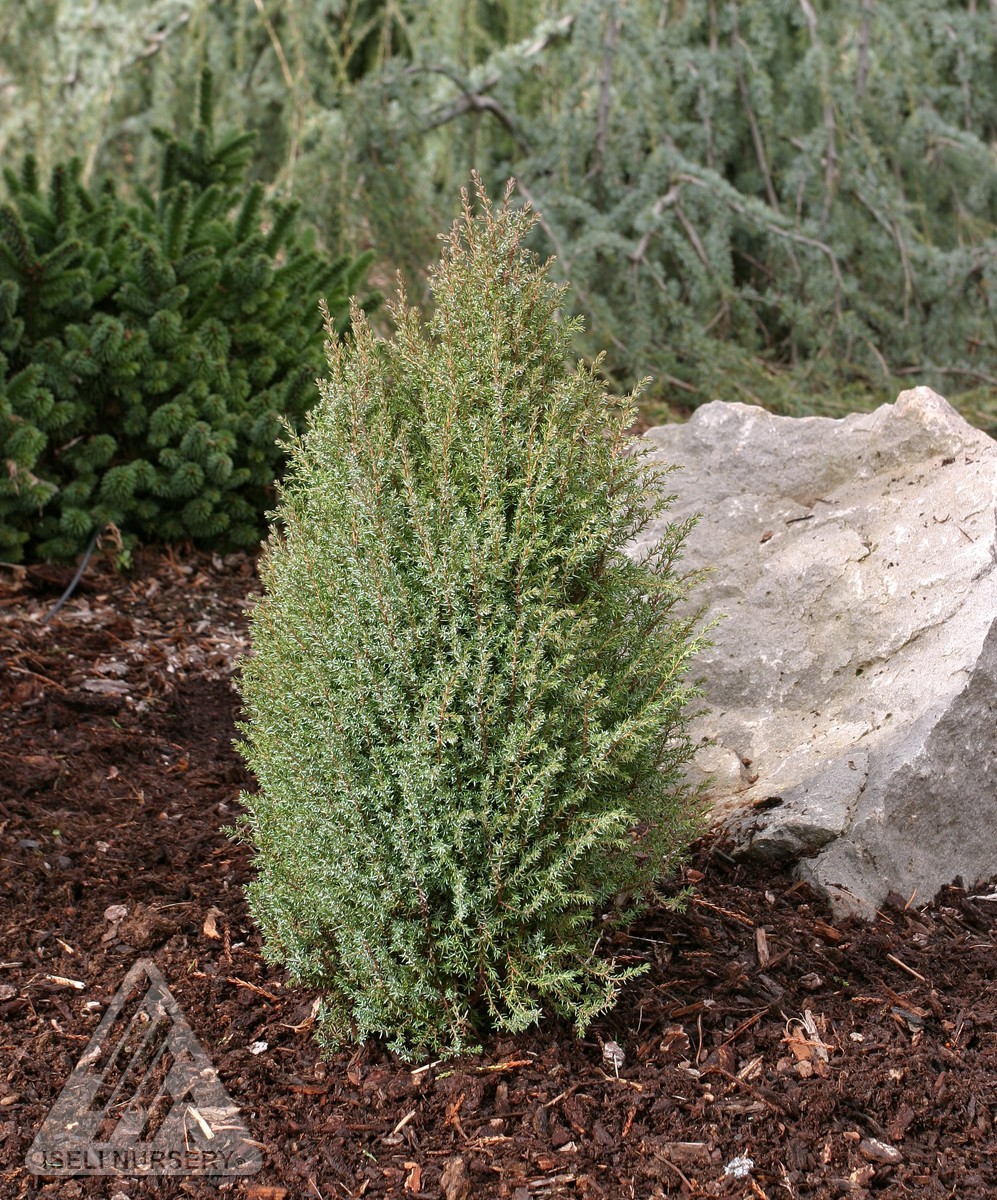 juniperus普通的微型