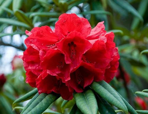 Red Rhododendrons — Sunnyside Nursery