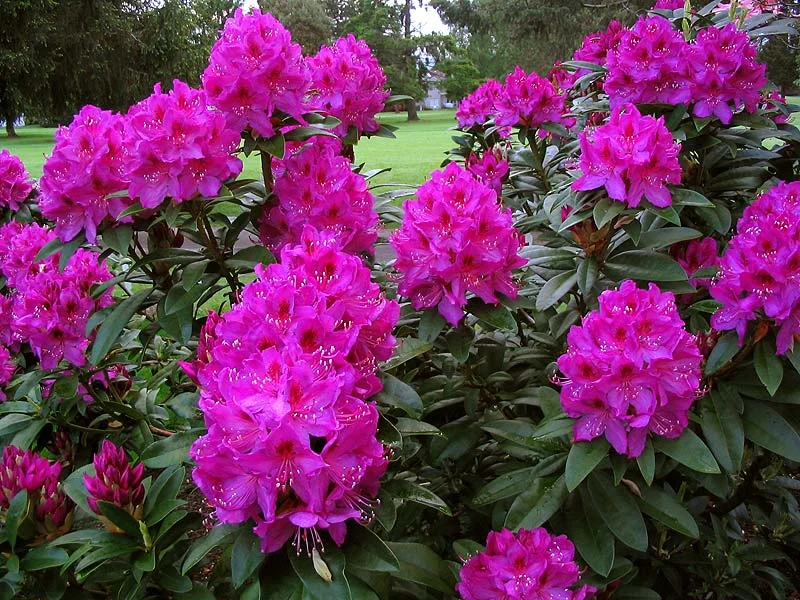 Pink Rhododendrons — Sunnyside Nursery