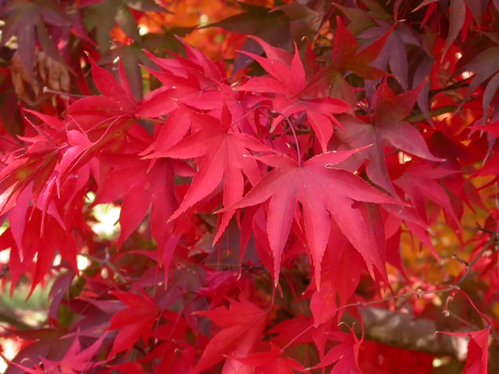 Japanese Maples Over 10 Feet Sunnyside Nursery