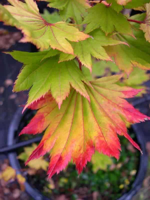 Specialty Japanese Maples — Sunnyside Nursery