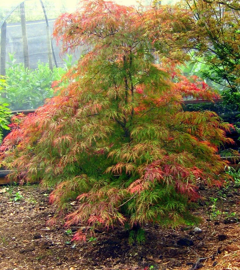 Red Lace Japanese Maple Tree