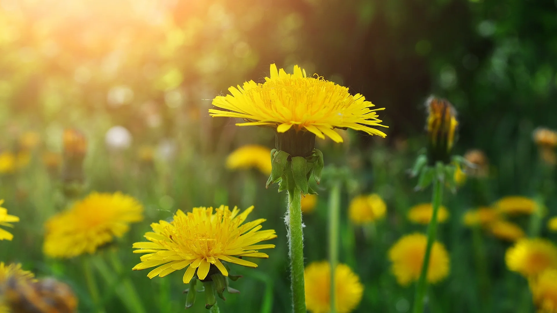 The Magic Of Dandelions — Sunnyside Nursery