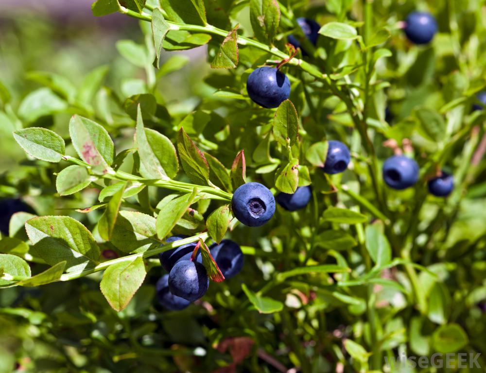 Chippewa蓝莓