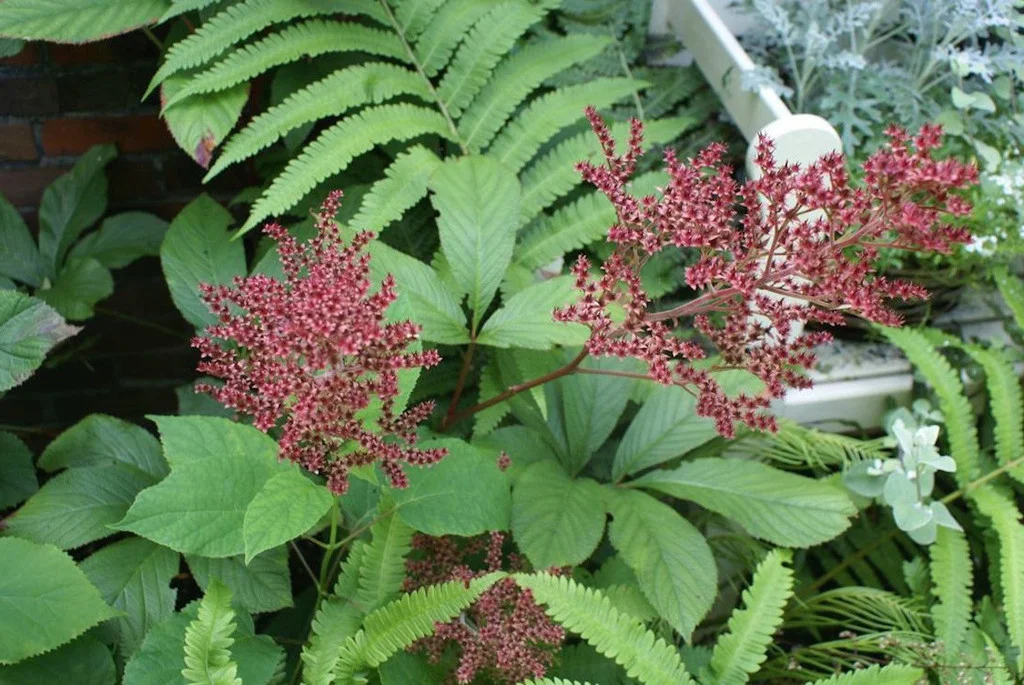 Tall Growing Shade Perennials — Sunnyside Nursery