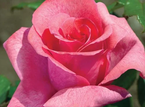 Hybrid Tea Roses — Sunnyside Nursery