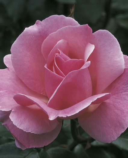 伊丽莎白女王的浮夸玫瑰
