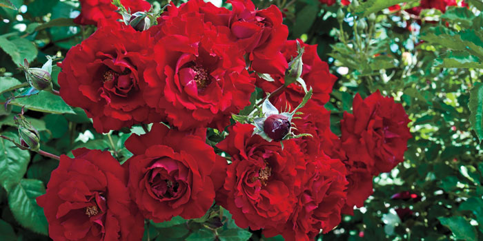 琳达·坎贝尔·鲁戈萨玫瑰