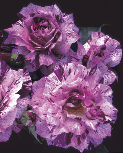 紫虎玫瑰