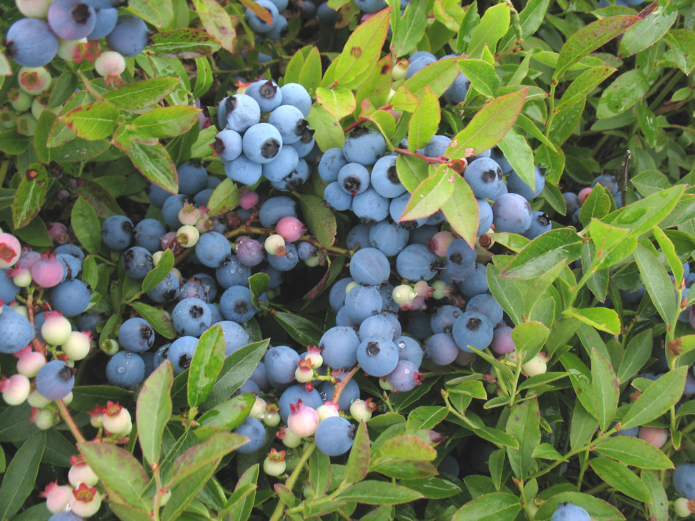 vocinium angustifolium蓝莓