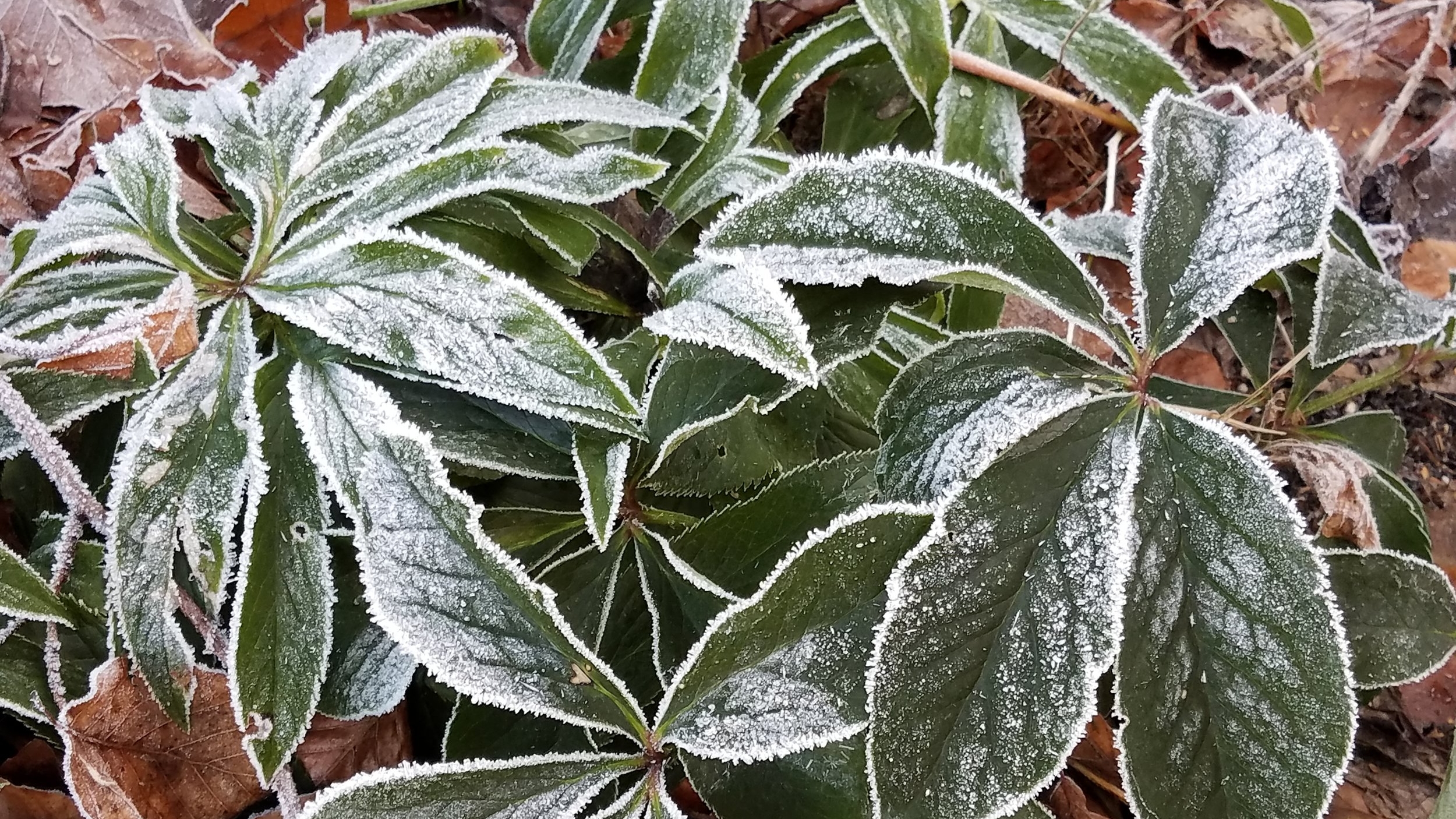 冰冻的植物