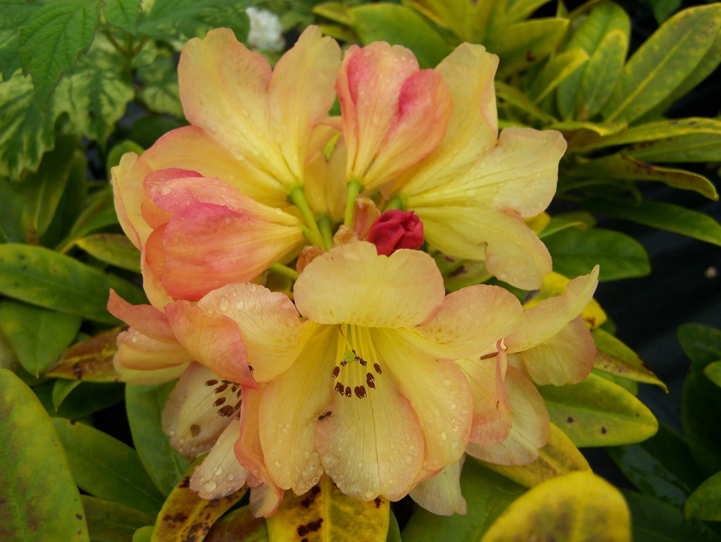 Orange & Yellow Rhododendrons — Sunnyside Nursery