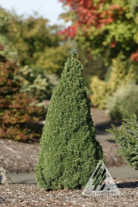 Picea glauca jean's dilly