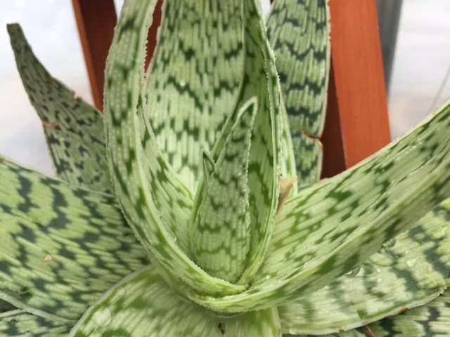 Aloe Vera - 4%22.jpg