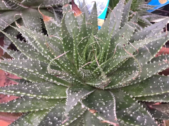 Haworthia - 4%22.jpg