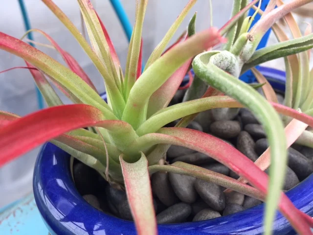 airplant3.jpg