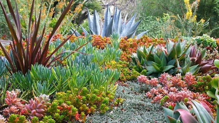 succulent garden.jpg