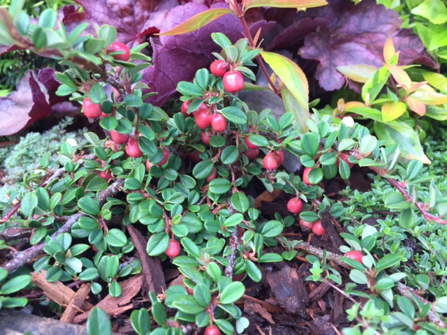 (H)  Bearberry 'Streibs Findling'