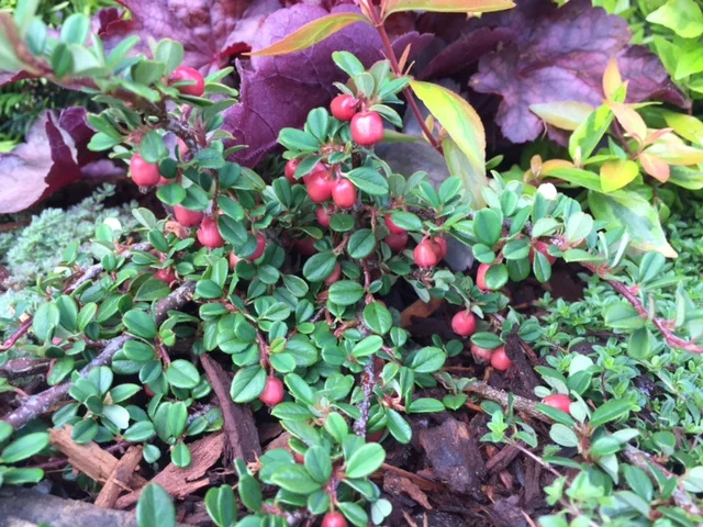 'Streibs Findling' BEARBERRY (H)