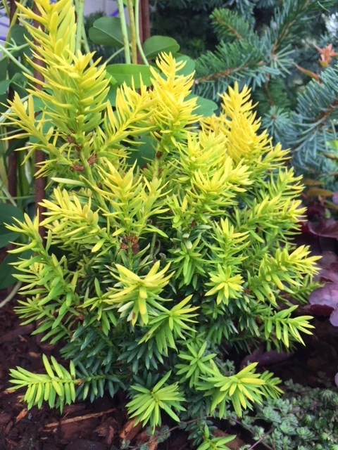 'Nana Aurescens' TAXUS CUSPIDATA (F)