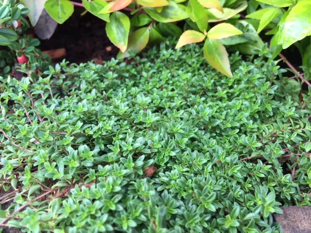 Red Creeping Thyme (I)