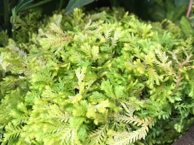 Golden Spikemoss (H)