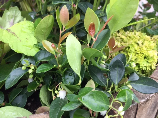 'Very Berry' Creeping Wintergreen (G)